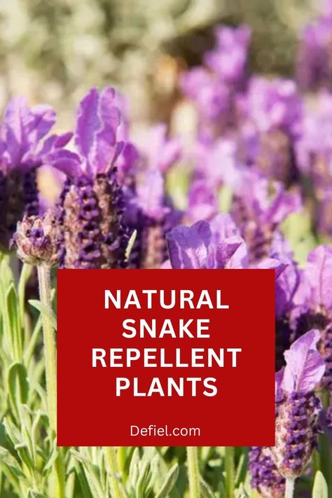 Are you looking for a natural way to repel snakes from your garden or keep them away in the wilderness? Snake Repellent Plants, Natural Snake Repellent, Snake Repellant Plants, Snake Repellant, Colorado Gardening, Snake Repellent, Hot Tub Patio, Repellent Plants, Garden Remedies