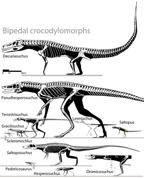 Dragon Anatomy, Animal Skeletons, Dinosaur Drawing, Prehistoric World, Dinosaur Skeleton, Ancient Animals, Extinct Animals, Dinosaur Fossils, Dinosaur Art