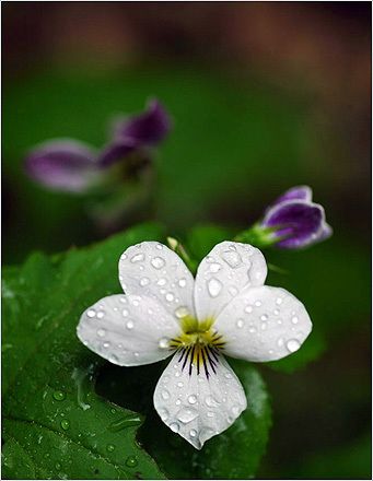 White Violet, Sweet Violets, Woodland Garden, White Gardens, African Violets, Lily Of The Valley, Beautiful Blooms, Dream Garden, Love Flowers