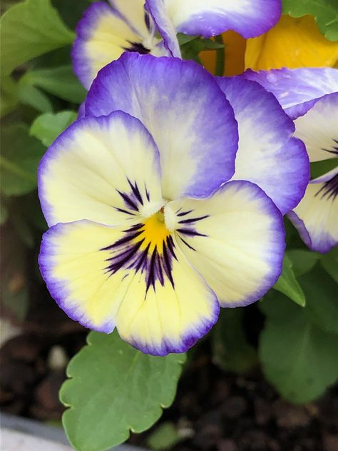 Yellow Pansies, Flower Drawing Tutorials, Purple Pansy, Fairy Artwork, Pansies Flowers, Cactus Flowers, Floral Photography, Purple And Yellow, Nature Garden