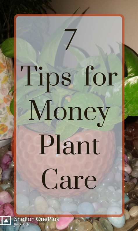 How To Take Care Of Money Plant, How To Grow Money Plant, Money Plant In Bottle, Money Plant Care Tips, Money Plant Decor Ideas, Money Plant In Water, Money Plant Indoor, Hanging Plant Ideas, Money Plant Care