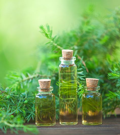 How To Use Tea Tree Oil For Warts Tea Tree Oil Benefits, Tea Tree Oil Uses, Tea Tree Oil Face, Oils For Dandruff, Organic Conditioner, Tea Tree Oil For Acne, G Unit, Lemongrass Oil, Cold Sores Remedies