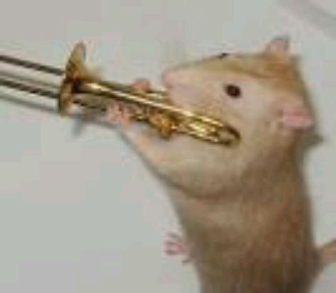 Trombone playing mouse Band Trombone, Trombone Aesthetic, Trombone Art, Trombone Music, Marching Band Jokes, Musician Humor, Funny Rats, Band Jokes, Band Kid