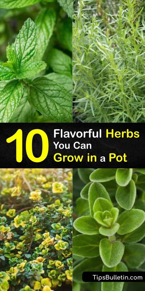 Why not grow a container garden full of fresh herbs like lemon balm and tarragon this growing season? Discover some amazing herbs that will thrive with only a windowsill and some full sun. We've got the best container garden tips right here. #grow #herbs #pots #containers Herbs In Containers, Oregano Plant, Chives Plant, Best Herbs To Grow, Growing Cilantro, Bucket Gardening, Herb Containers, Healing Garden, Perennial Herbs