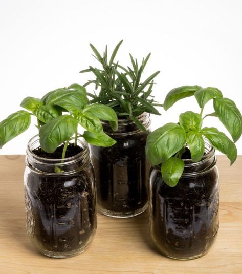 Mason Jar Garden 6 Plants You Can Grow - the Imperfectly Happy home Plants In Mason Jars, Diy Garden Planters, Plant Room Aesthetic, Growing Herbs At Home, Mason Jar Plants, Jar Garden, Herbs At Home, Mason Jar Garden, Mason Jar Herbs