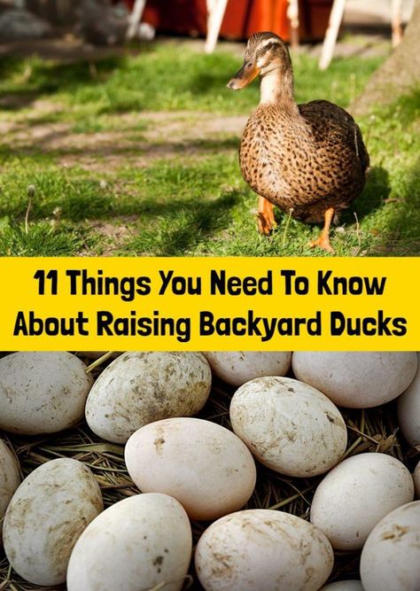 Ducks And Gardens, Duck Housing Ideas, Duck Nesting Box Ideas, Duck House Ideas, Diy Duck House, Duck Enclosure, Keeping Ducks, Duck Pens, Small Homestead