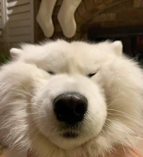 samoyed Samoyed Puppy, Goofy Dog, Samoyed Dogs, Lets Talk, Silly Dogs, Good Lord, Oh My Goodness, Silly Animals