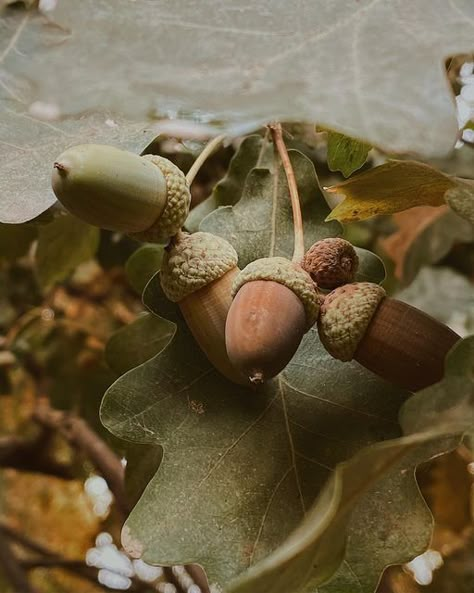 Acorns Aesthetic, Acorn Aesthetic, Acorn Tree, Forestcore Aesthetic, Draw Nature, Jonna Jinton, Cozy Lifestyle, Ancient Ireland, Acorn And Oak