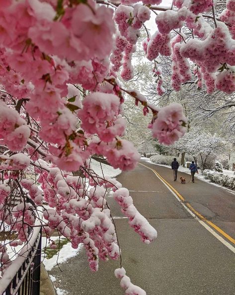 blogTO on Instagram: “Snow covered cherry blossoms 🌸❄️ #Toronto #TorontoOntario #TorontoCanada #Ontario #Canada #Snow #April #Spring #CherryBlossoms…” Vanilla Flavored Desserts, Cherries In The Snow, Canada Snow, Toronto Ontario, Vanilla Flavoring, Toronto Canada, Ontario Canada, Cherry Blossoms, Cherry Blossom