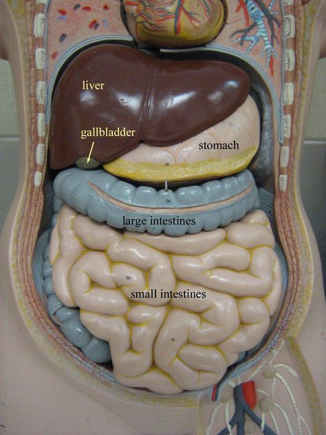 Abdominal Cavity model Abdominal Cavity Anatomy, The Human Body Anatomy, Organ Anatomy, Abdominal Cavity, Model Anatomy, Human Anatomy Model, Surg Tech, Anatomy Notes, The Human Anatomy