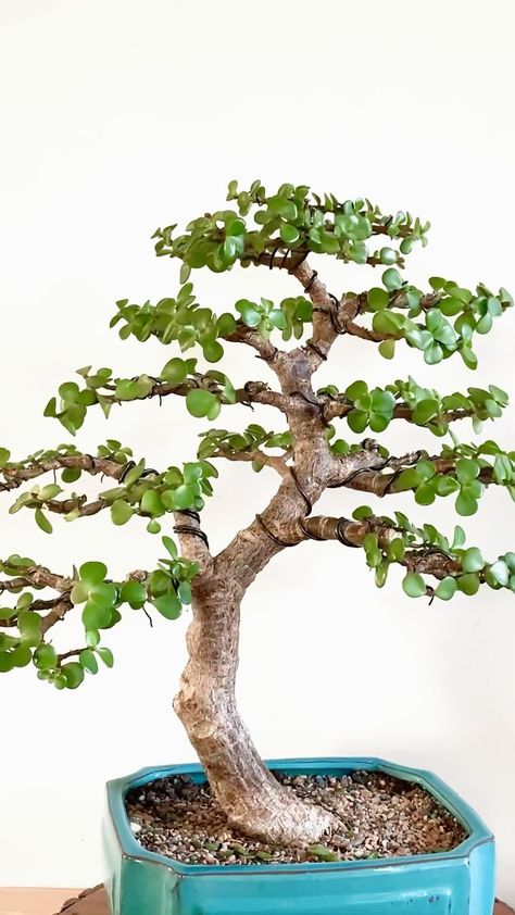 Jade Bonsai Styles, Jade Plant Bonsai, Bonsai Fruit Tree, Jade Bonsai, Bonsai Forest, Grafting Plants, Japanese Garden Landscape, Bonsai Tree Types, Bonsai Ideas