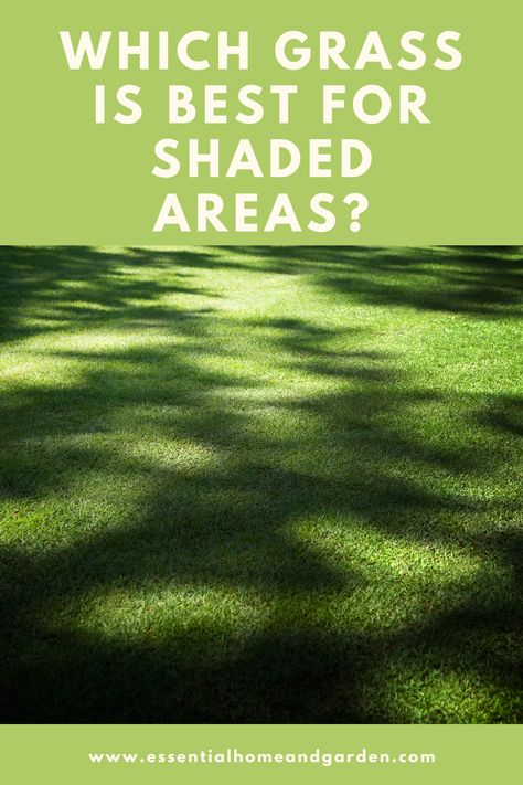 Garden Grass Ideas Lawn, Shade Area Landscaping, How To Grow Grass In Shade, Grass That Grows In Shade, Shade Grass Lawn, Grass Alternative Backyard Shade, Grass For Shaded Yard, Tall Fescue Grass Lawn, Rye Grass Lawn