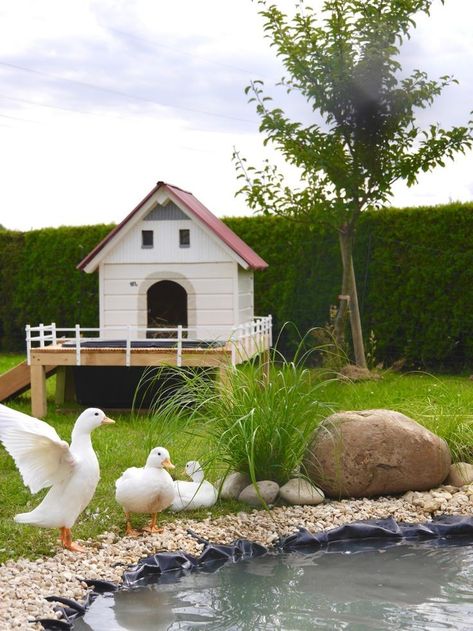 Duck House Ideas Backyards, Diy Duck Enclosure, Duck Habitat, Duck Coop Ideas, Quack Shack, Duck Enclosure, Duck House Plans, Duck Pen, Duck Houses