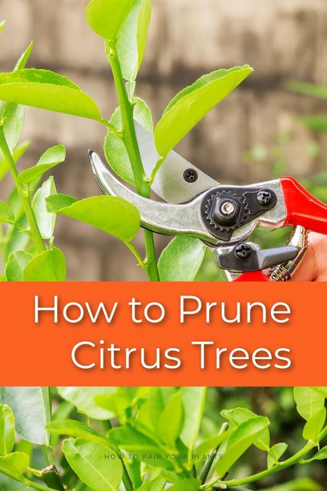 Early tree shaping will give you the best start and pruning older trees is great for managing fruiting surface area. Continue reading to learn more on how to prune your citrus trees. Prune Lemon Tree, Citrus Tree Indoor, Indoor Lemon Tree, Tree Shaping, Pruning Apple Trees, Indoor Cactus Plants, Growing Lemon Trees, Growing Citrus, Fruit Tree Garden