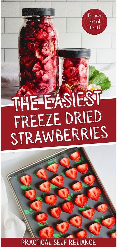 Freeze-dried strawberries are intensely delicious and a perfect snack or addition to cereals, yogurt, or baking. While store-bought can be pricey, making them at home is simple and cost-effective. Learn how to freeze-dry strawberries using your Harvest Right freeze dryer for a concentrated burst of strawberry flavor. Find more preserving food recipes, preserving strawberries, self-sufficient living, and Preserving Fruit in Jars | Fruit Preserves at practicalselfreliance.com. Diy Freeze Dried Fruit, Freeze Dry Strawberries, Freeze Dry Fruit, Preserving Strawberries, Dehydrate Strawberries, Dry Strawberries, Preppers Food Storage, Freeze Dried Food Storage, Freezing Strawberries