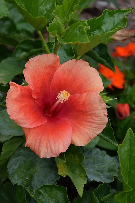 Summer Spice Amaretto Hibiscus (Hibiscus '4404') at Wasco Nursery Hibiscus Bush, Rose Mallow, Hibiscus Syriacus, Lawn Food, Hardy Hibiscus, Fresh Cut Christmas Trees, Garden Calendar, Small Shrubs, Tropical Hibiscus