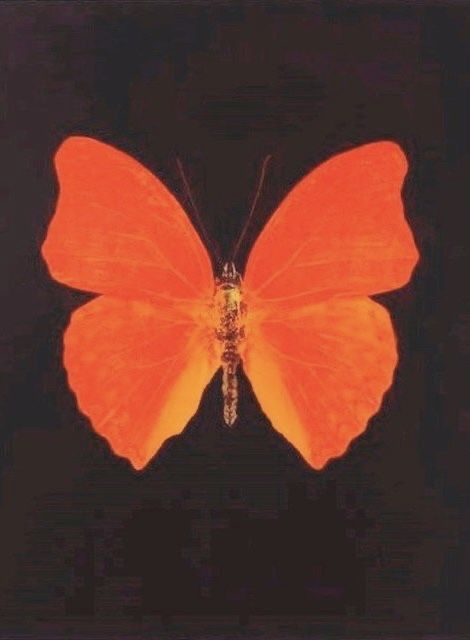 Butterfly Gif, Orange Icons:), Graphic Poster Art, Orange Butterfly, Damien Hirst, Orange Walls, Orange Aesthetic, Blurred Background, Butterfly Wallpaper