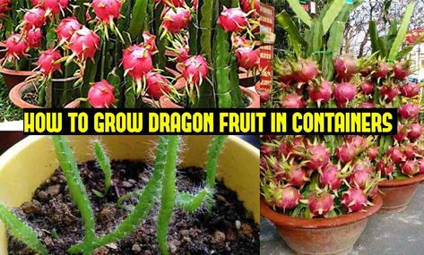 How to Grow Dragon Fruit in Pots | Growing Dragonfruit (Pitaya) Dragon Fruit Indoor Plant, Planting Dragon Fruit Seeds, How To Take Care Of Dragon Fruit Plant, Dragon Fruit Cactus Indoor, Dragon Fruit Growing Tips, Dragon Fruit Plant Care, Growing Dragon Fruit From Seed, Dragonfruit Plant How To Grow, How To Grow Dragon Fruit In Pots