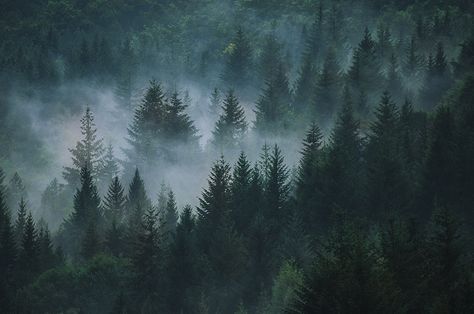 Mystical mist | by Arianna Ceccarelli Photography Twilight Aesthetic Laptop Wallpaper, Twilight Aesthetic Macbook Wallpaper, Twilight Desktop Wallpaper Hd 1080p, Twilight Core Aesthetic Wallpaper Laptop, Forks Aesthetic Twilight, Twilight Wallpaper Laptop, Arianna Core, Twilight Landscape, Twilight Forest