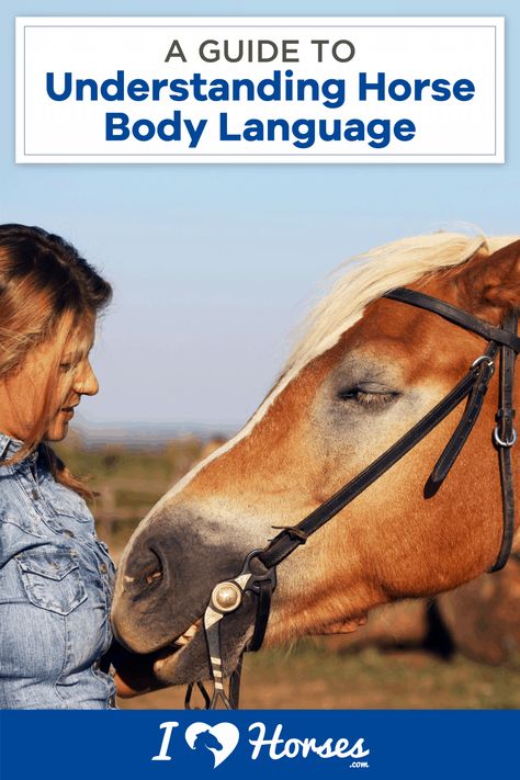 A Guide To Understanding Your Horse's Body Language Horse Psychology, Horses For Beginners, Breaking A Horse, Animal Psychology, Horse And Woman, Horse Ownership, Horse Behavior, Prey Animals, Horse Information