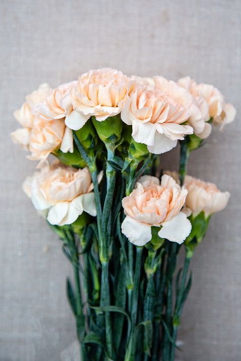 Pale Pink Carnations, Peach Flowers Aesthetic, Carnation Flower Aesthetic, Peach Carnation, Peach Carnations, Carnation Colors, Flower Recipe, Pale Pink Weddings, Slow Flower