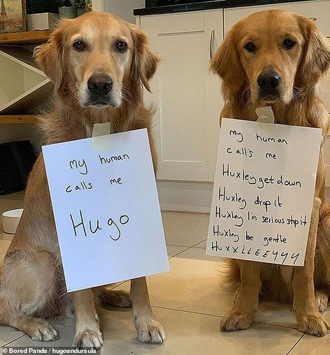 Pet Shaming, Animal Shaming, Dog Shaming, Cardigan Winter, Winter Cardigan, Diy Dog, Dog Costumes, Cardigan Women, Funny Animal Memes