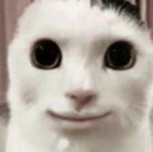 cat meme, memes, shitpost, cat, kitty, cursed, cursed meme, roblox, funny, photoshop Chat Icon Aesthetic, Cat With Human Face, Surprise Shawty, White Cat Meme, Huh Cat, Funny Looking Cats, Funny Rats, Ugly Cat, Scary Cat