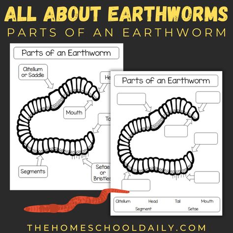 All About Earthworms for Kids - The Homeschool Daily Worm Facts, Worm Crafts, Spring Lessons, Science Textbook, Activity Sheets For Kids, Daycare Activities, Kid Friendly Activities, Science Units, Science Curriculum