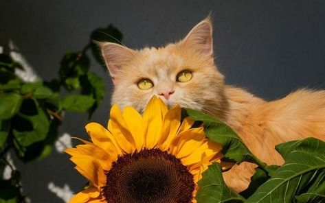 Cat Sunflower, Yellow Icon, Gatos Cool, Animals Wallpapers, Dragon Wallpaper Iphone, Profile Icon, Shorthair Cat, Cute Panda Wallpaper, British Shorthair Cats