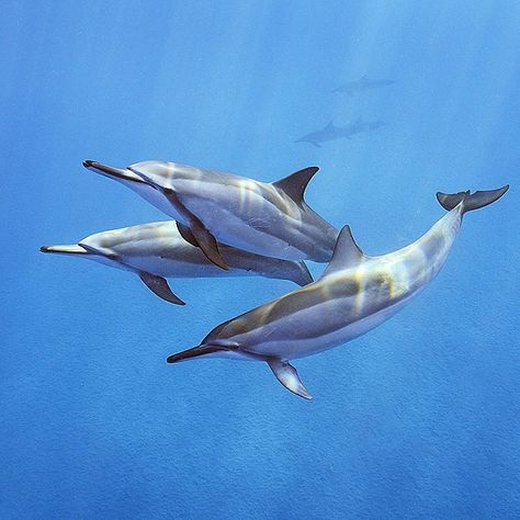 “Photo by @BrianSkerry A pod of Spinner Dolphins swim gently in the waters off Oahu, Hawaii. Spinners are some of the most social of dolphin species,…” Spinner Dolphin, Boy Dog Clothes, Sea Mammal, Ocean Tattoos, Beluga Whale, Dog Shower, Cute Corgi, Boy Dog, Pitbull Lover