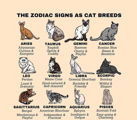 Do you relate to your cat breed? Purebred Cats, Aries And Gemini, Dog Breeds List, American Shorthair, Hairless Cat, Cat Breed, The Zodiac Signs, Sagittarius And Capricorn, Like A Cat