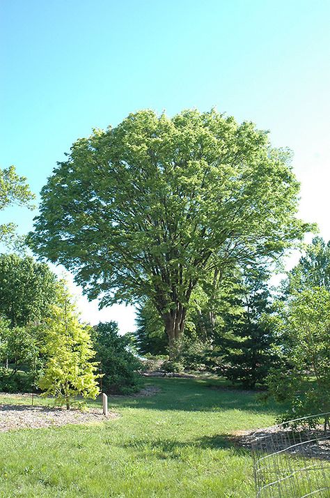 Find Japanese Zelkova (Zelkova serrata) in Long Island Westbury Nassau County Jericho Mineola New York NY at Hicks Nurseries Japanese Zelkova Tree, Zelkova Tree, Brampton Ontario, Nassau County, Green Vase, Garden Designs, Nature Tree, Landscape Ideas, Nassau