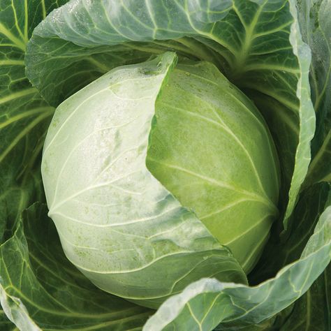 Brassica Oleracea, Cabbage Seeds, Cabbage Worms, Spring Crops, Seed Storage, Fall Crop, Broccoli Seeds, Winter Crops, Rare Seeds