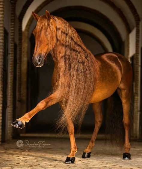 Gorgeous stallion Ahal Teke, Horse Mane, Majestic Horses, Gorgeous Horses, Andalusian Horse, Horse Pics, Most Beautiful Horses, Most Beautiful Animals, Majestic Horse