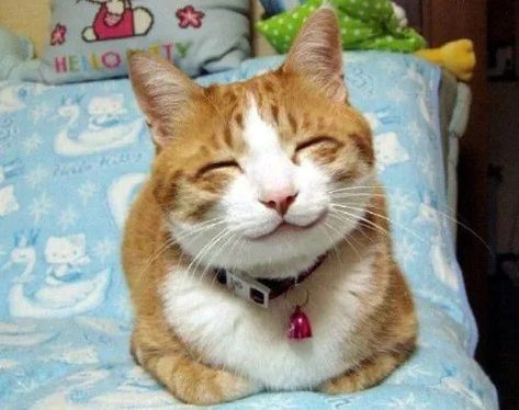 Just a happy cat. It’s enough. - 9GAG Orange, White