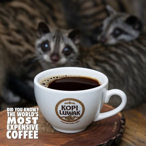 ☕💰 Did you know? Kopi Luwak is the world’s priciest coffee, and it's made in a very unique way—through beans digested and excreted by civet cats! 🐾 Talk about an exotic brew! 😮 It can cost up to $600 per pound! Would you try it? 🤔 Tag your coffee-loving friends! #CoffeeFacts #KopiLuwak #ExoticCoffee #DidYouKnow #LuxuryCoffee #CoffeeLovers #Didyouknowfunfactsaboutfood #FoodsRecipeHub Expensive Coffee, Coffee Facts, Food Hub, Loving Friends, Try It, You Tried, Talk About, Coffee Lover, Did You Know