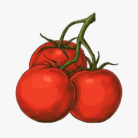 Download premium illustration of Fresh organic ripe tomato illustration by sasi about tomato, hand drawn, icon, food and drink and design 1208960 Tomato Drawings, Tomatoes Illustration, Drawing Vegetables, Tomato Vector, Tomato Illustration, Vegetables Drawing, Tomato Drawing, Carrot Drawing, Tomato Design