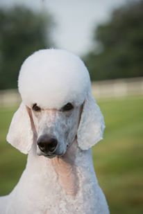 Poodle Shaved Ears, Standard Poodle Haircut Styles, Standard Poodle Cuts, Apricot Standard Poodle, Red Standard Poodle, Poodles Standard, Giant Poodle, Standard Poodle Haircuts, White Standard Poodle