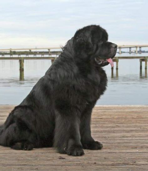 New Found Land Dog, Newfoundland Dog Puppy, Newfie Dog, Giant Breeds, Terra Nova, Gorgeous Cats, Newfoundland Dog, Lap Dogs, Dogs Of The World