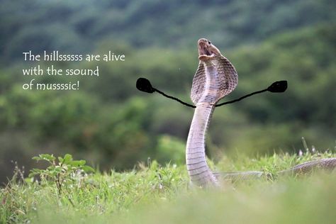 Snakes With Arms Drawn On Make The World A Better Place - I Can Has Cheezburger? Snakes Funny, Snake Photos, Arm Drawing, Wise Person, Cute Reptiles, Cute Snake, A Snake, Amphibians, Animal Memes