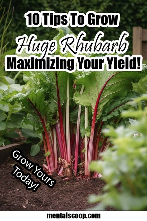 10 Tips To Grow Huge Rhubarb Maximizing Your Yield! Rhubarb is a popular and delicious perennial vegetable that can be grown in a wide range of climates. It is an excellent source of vitamins and Rhubarb Growing, Grow Rhubarb, Growing Rhubarb, Freeze Rhubarb, Growing Raspberries, Rhubarb Plants, Garden Companion Planting, Plant Maintenance, Allotment Gardening