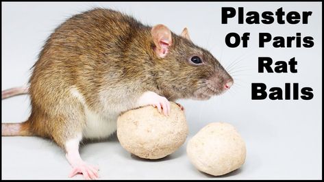 Rat X Rat Poison Poison Recipe, Homemade Rat Poison, Rats And Mice, Rat Poison, Corn Meal, Rare Cats, Plaster Of Paris, Mouse Rat, Family Handyman