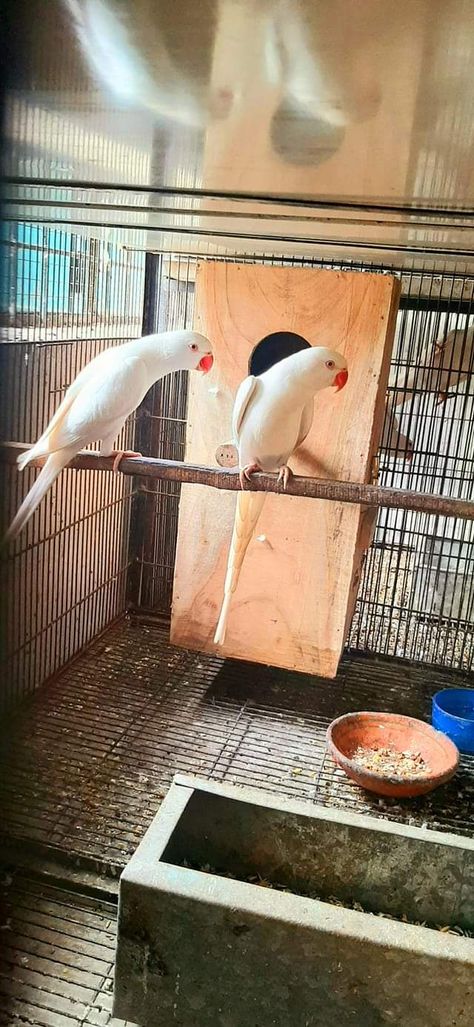 WhiteRingneckParrot Ringneck Parrot, Indian Ringneck, Indian Rose, Indian Rings, Parakeets, White Ring, Beautiful Birds, Yellow Blue, Pet Birds