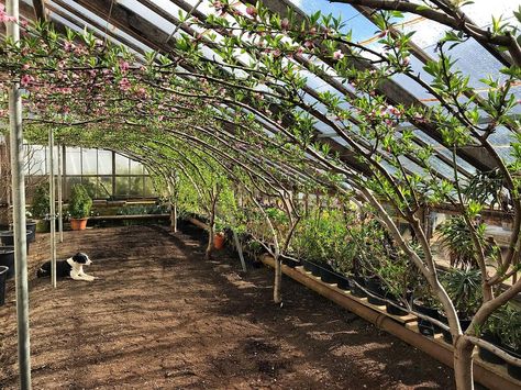 I’m curious to see what others have as goals/aspirations for their orchard or just individual fruit trees if you are a backyard grower. Share photos of what YOU consider beautifully pruned fruit trees that are also functional and productive. I’ll start with the photo that gave me the idea for this thread: Tree Greenhouse, Sandstone House, Gravetye Manor, Peach Trees, Spring Bulbs, Growing Fruit, Garden Diy, Share Photos, Season Colors