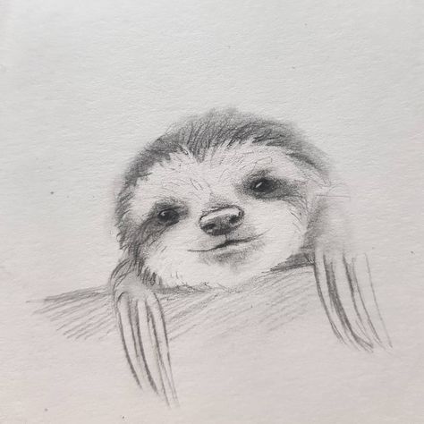 Kleevia on Instagram: “quick sketches🐌 Have a nice weekend ���😊 . . . #sloth #lazysketch #doodles #quicksketches #drawing #zeichnung #skizze #wolfart #drawingdaily…” Sloth Sketch, Cute Halloween Drawings, Sloth Drawing, Quick Sketches, Have A Nice Weekend, Nice Weekend, Halloween Drawings, Cute Sloth, Drawing Inspo