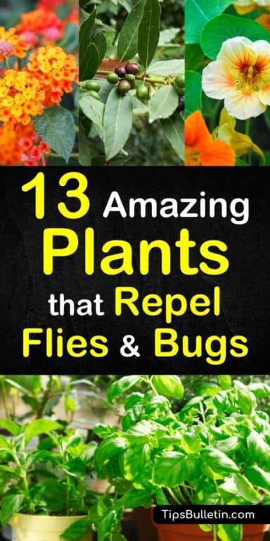 13 Amazing Plants That Repel Flies and Bugs Plants That Repel Flies, Repel Flies, Insect Repellent Plants, Repel Mosquitos, Plants That Repel Bugs, Mosquito Plants, Organic Gardening Pest Control, Bar Diy, Mosquito Repelling Plants