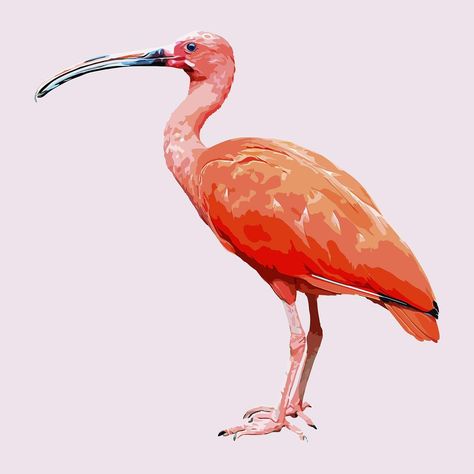 Ibis bird, aesthetic vector illustration | free image by rawpixel.com / Sasi Aesthetic Vector, Ibis Bird, Bird Aesthetic, Element Illustration, Exotic Bird, Watercolor Animals, Free Image, Premium Vector, Free Images