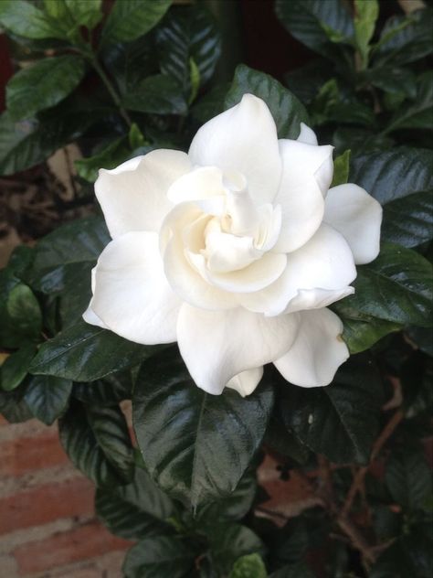 Gardenia Aesthetic, Gardina Flowers, White Gardenia, Floral Backdrop, Beautiful Bouquet Of Flowers, Pretty Plants, Beautiful Bouquet, Flowers Nature, Flower Photos