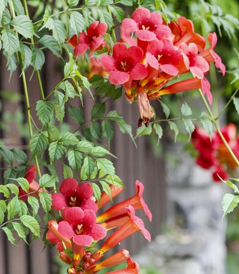 11 Flowering Vines to Grow in Utah - PlantNative.org Climbing Hydrangea Vine, Climbing Flowering Vines, Campsis Radicans, Climbing Flowers, Climbing Hydrangea, Trumpet Vine, Garden Vines, Climbing Vines, Blooming Plants