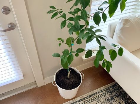 Lemon Tree Inside, Lemon Tree Potted, Trees Indoors, Growing Citrus, Lemon Plant, Meyer Lemon Tree, Lemon Trees, Green Veins, Basil Plant